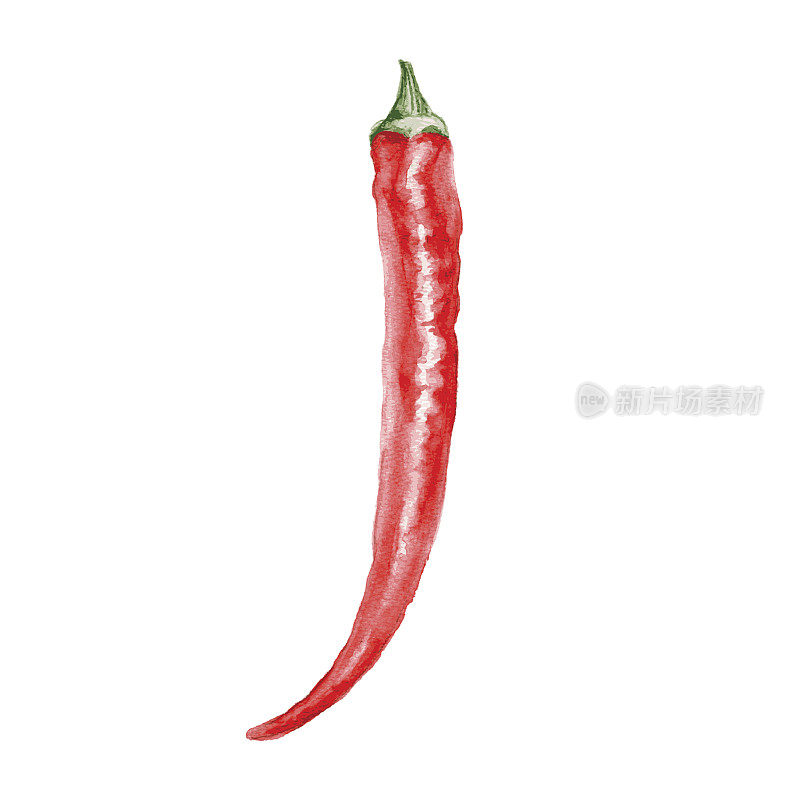 Watercolor fresh red chili pepper isolated on white background, vector illustration, cooking ingredients, condiment, Hand drawn spicy for design menu, packaging ketchup, sauce, natural organic product